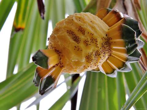 Imagem de Pandanus utilis Bory