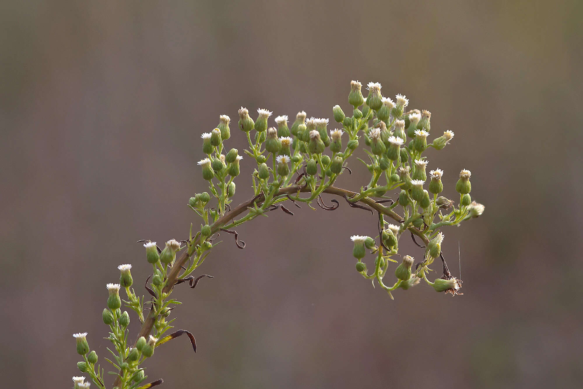 Image of fleabane