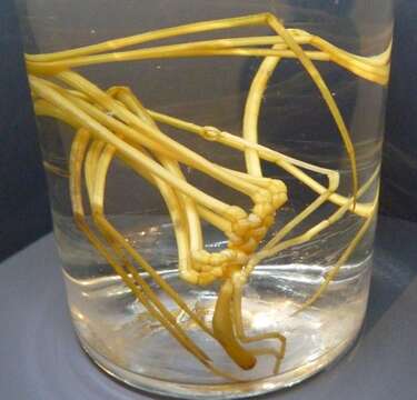 Image of sea spiders