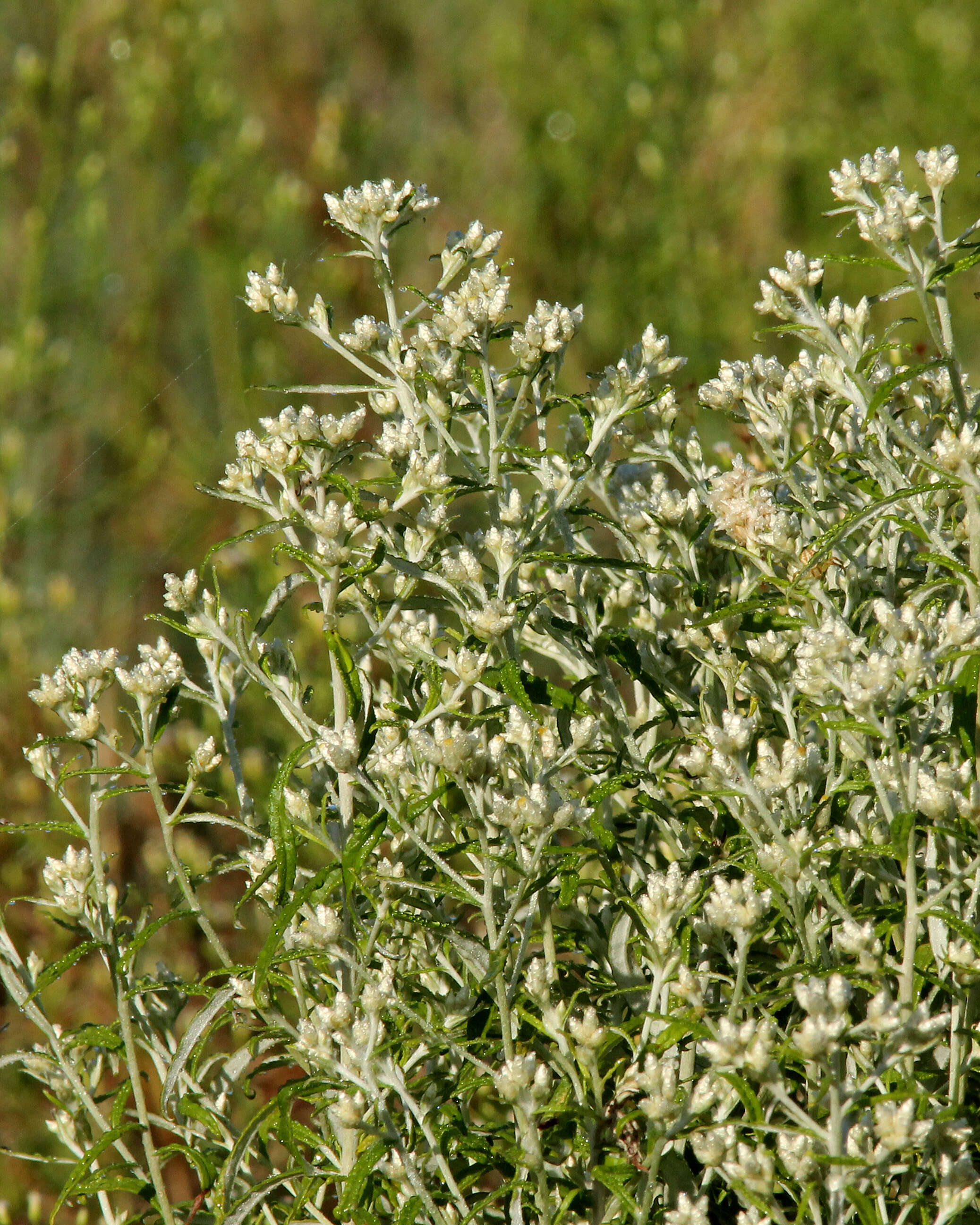 Слика од Pseudognaphalium