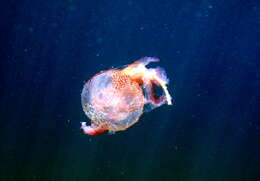 Image of Purplestriped jellyfishes