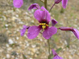 Imagem de Moricandia moricandioides (Boiss.) Heywood