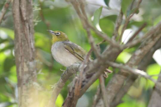 Image of Silvereye