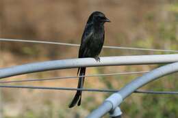 Image de Drongo royal