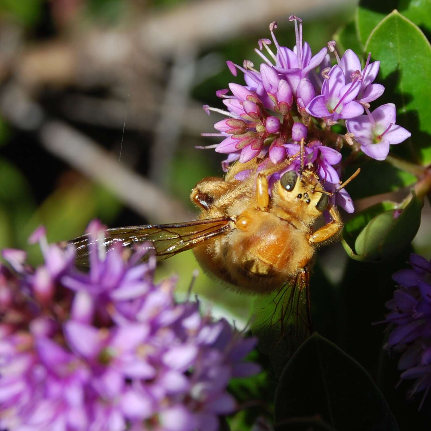 Image of carpenter bee