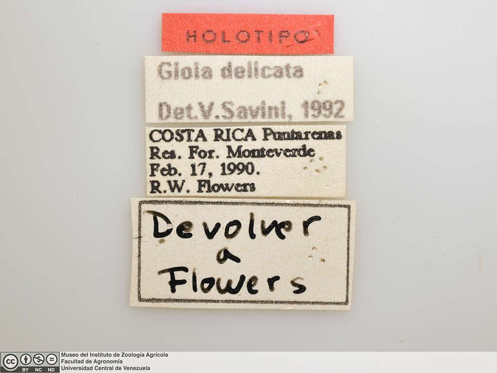 Image of <i>Gioia delicata</i>