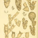 Image de Orthoscuticella intermedia (MacGillivray 1869)