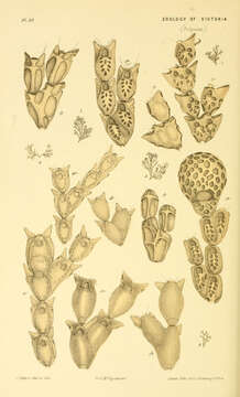 Слика од Catenicelloidea Busk 1852