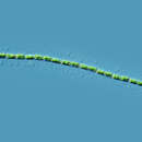 Image of Groenbladia neglecta