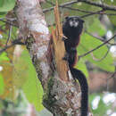 Image of Saguinus fusicollis