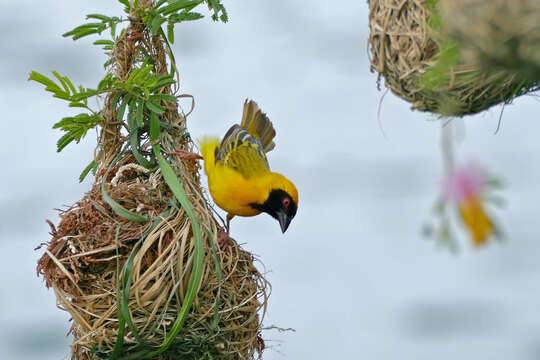 Image of African Masked Weaver