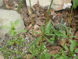 Image of Bee Balm