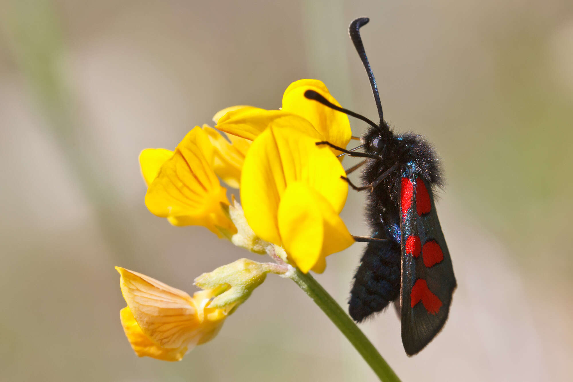 Image of Zygaena oxytropis Boisduval 1828