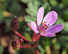 Image of Common Stork's-bill