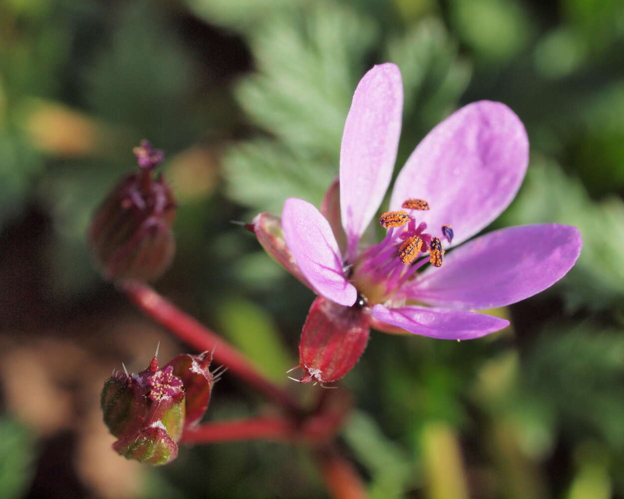 Image of stork's bill