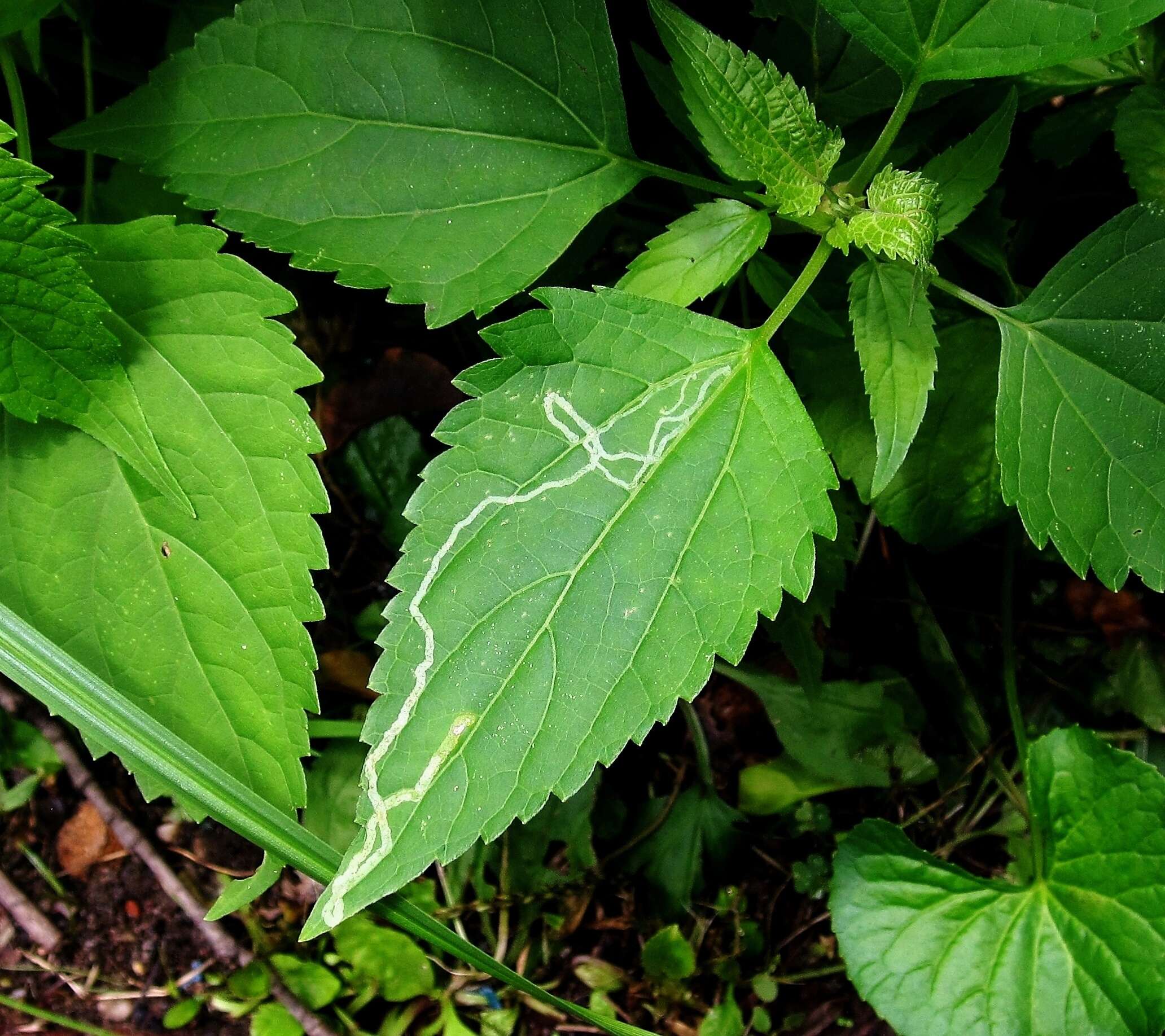 斑潛蠅屬的圖片