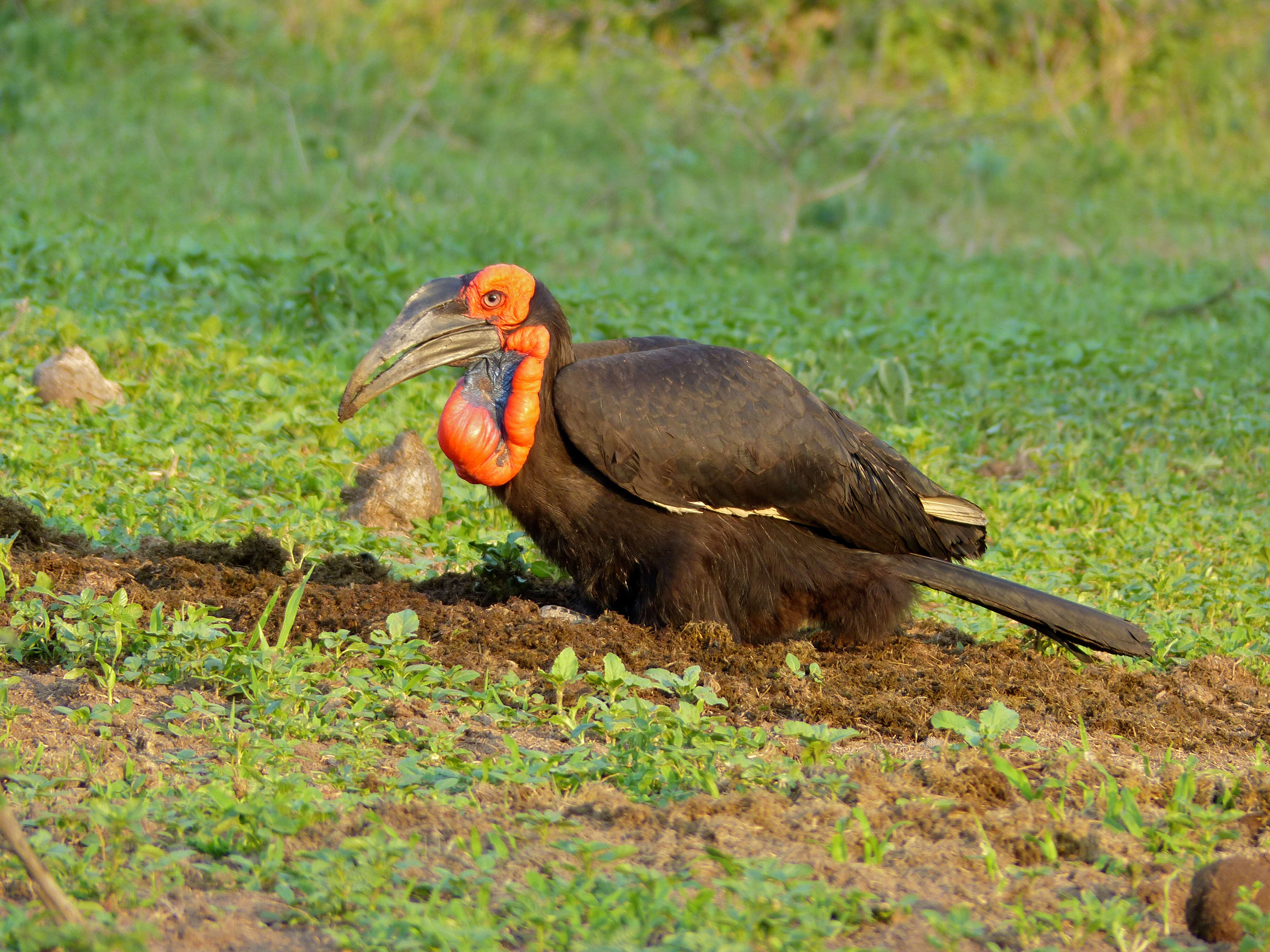 Image of ground-hornbills