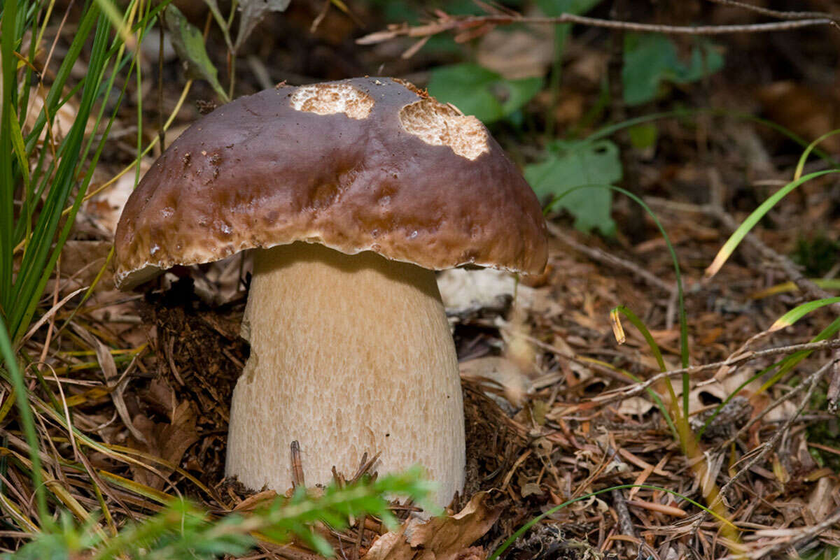 Image of Boletus