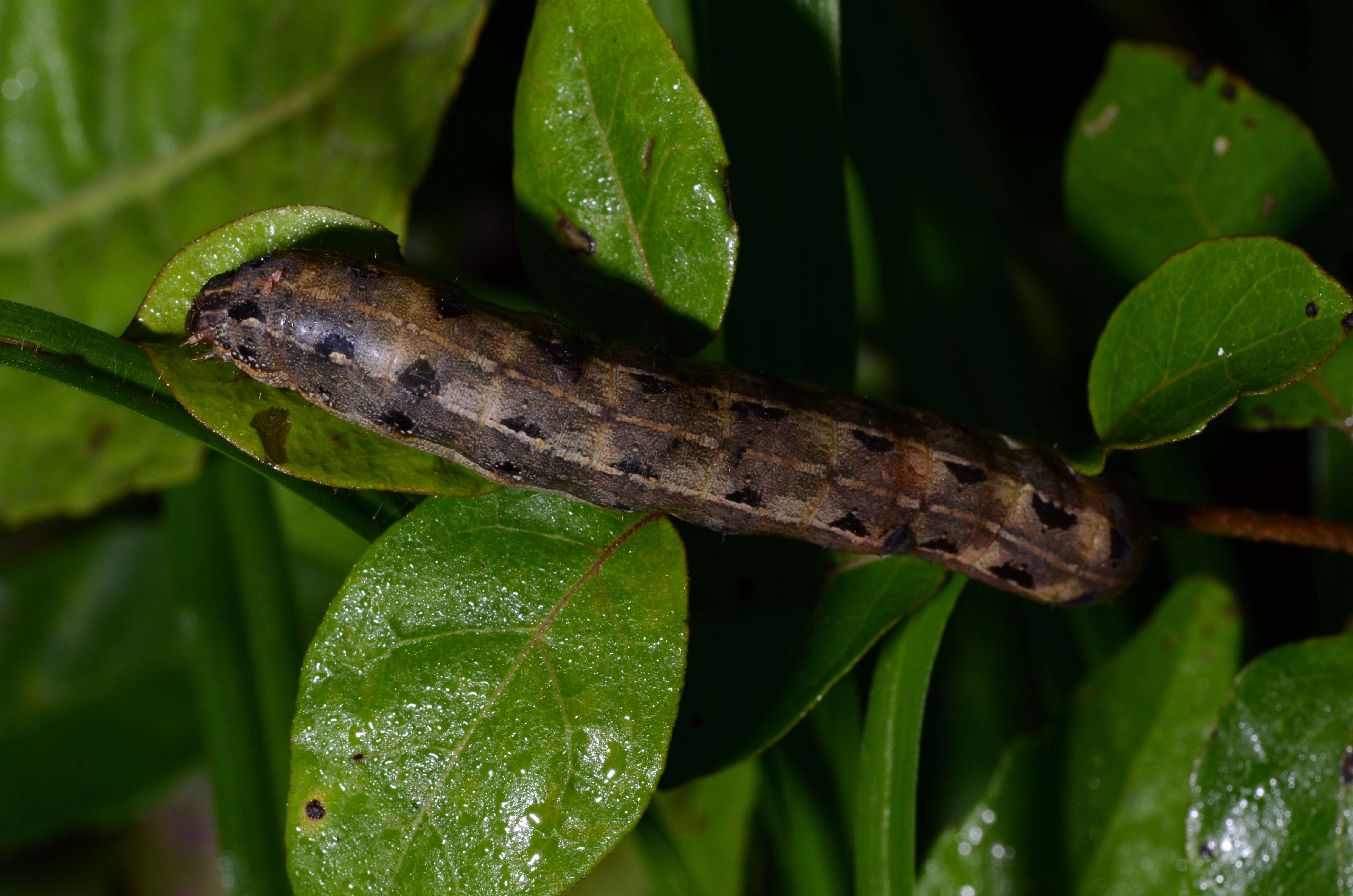 Image of Armyworms