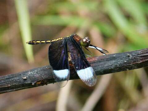 Image of Neurothemis Brauer 1867