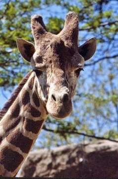 Image of reticulated giraffe