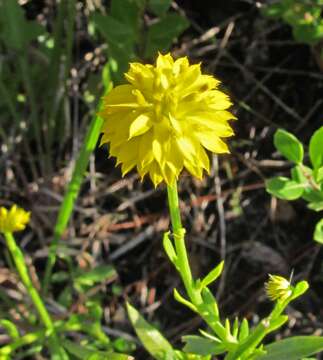 Polygala rugelii Shuttlew. ex A. Gray的圖片