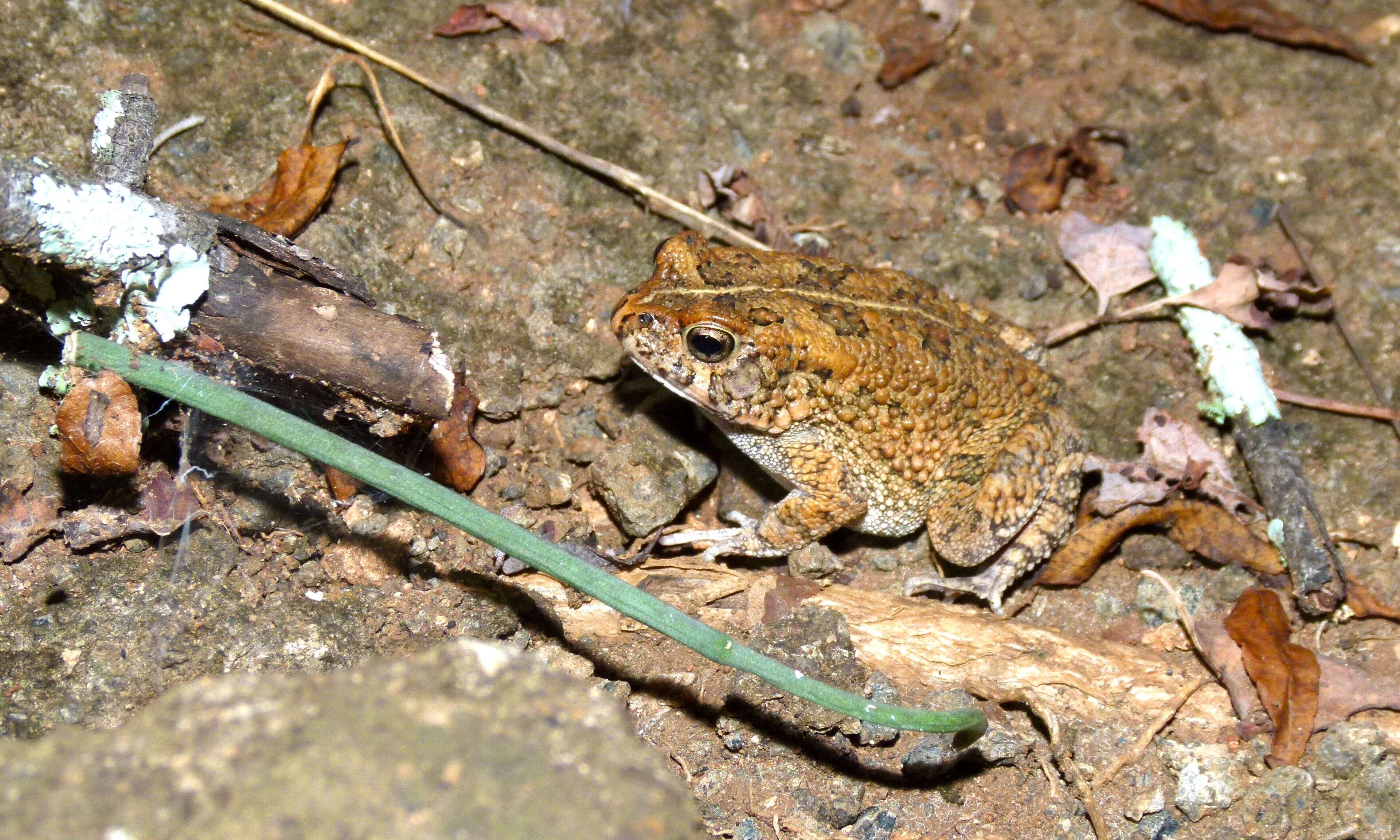 Image de Sclerophrys Tschudi 1838