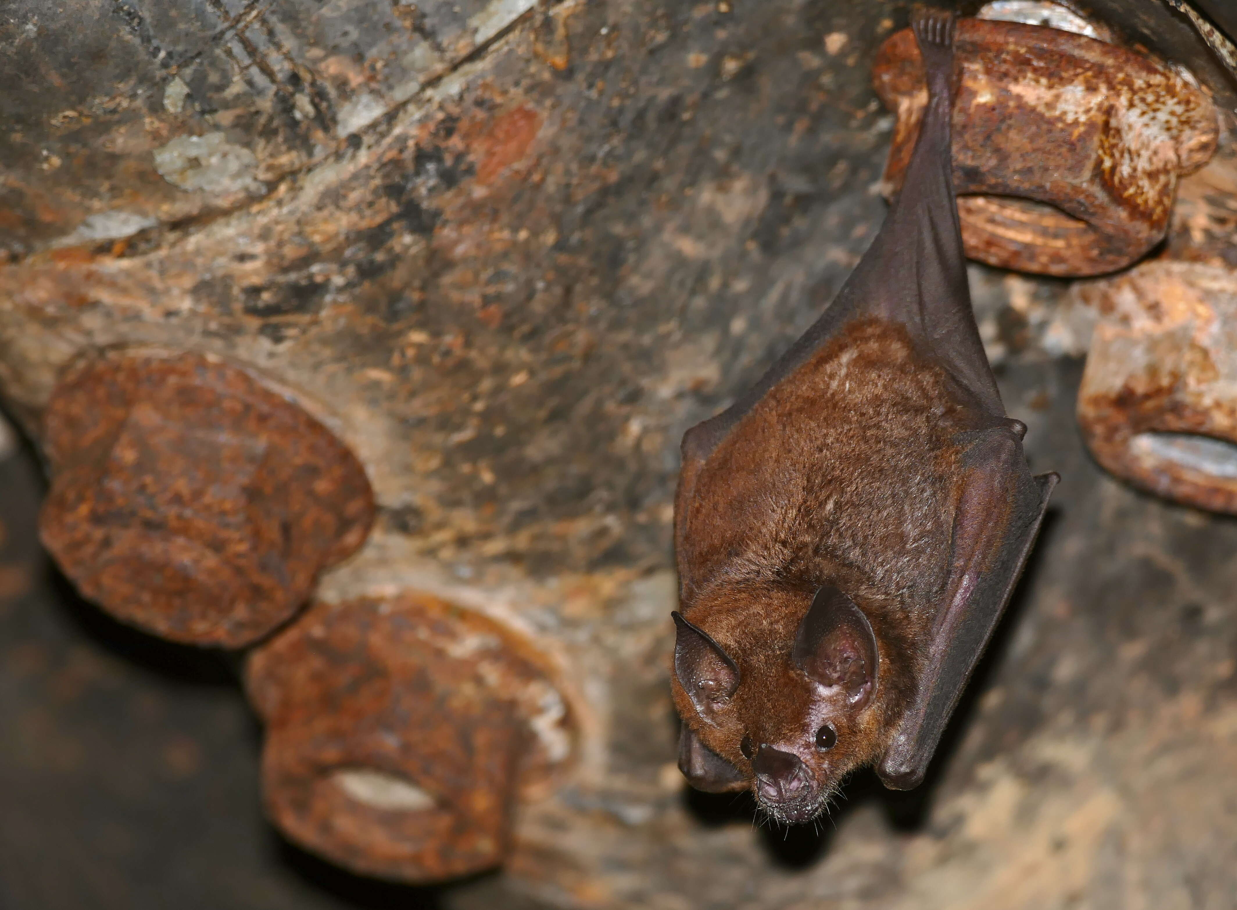 Image of Colombian Short-tailed Bat