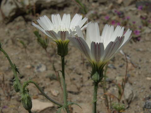 Image de Calycoseris wrightii A. Gray