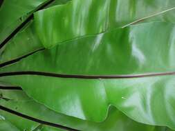 Image of spleenwort