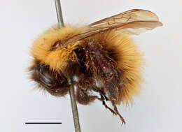 Image of Common carder bumblebee