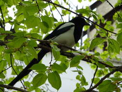 Image of magpie