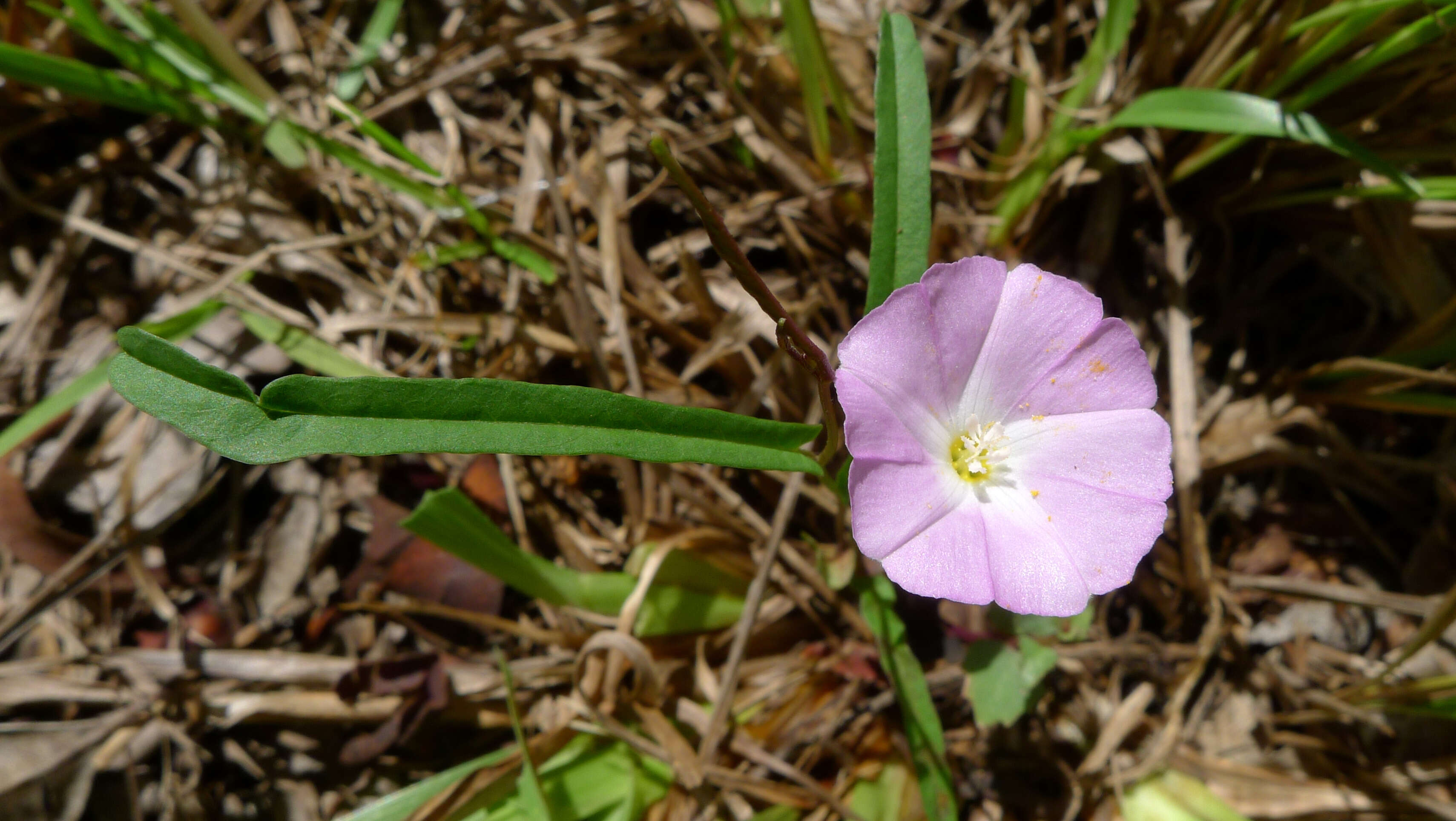 Image of Polymeria