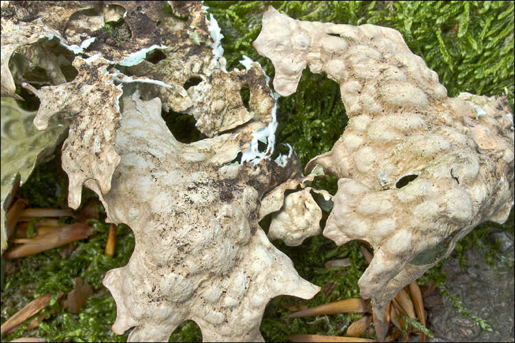 Image of lung lichen