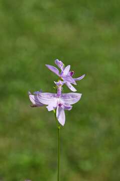 Image of tuberous grasspink