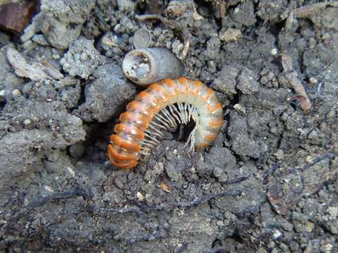 Image of Flat-backed Millipedes