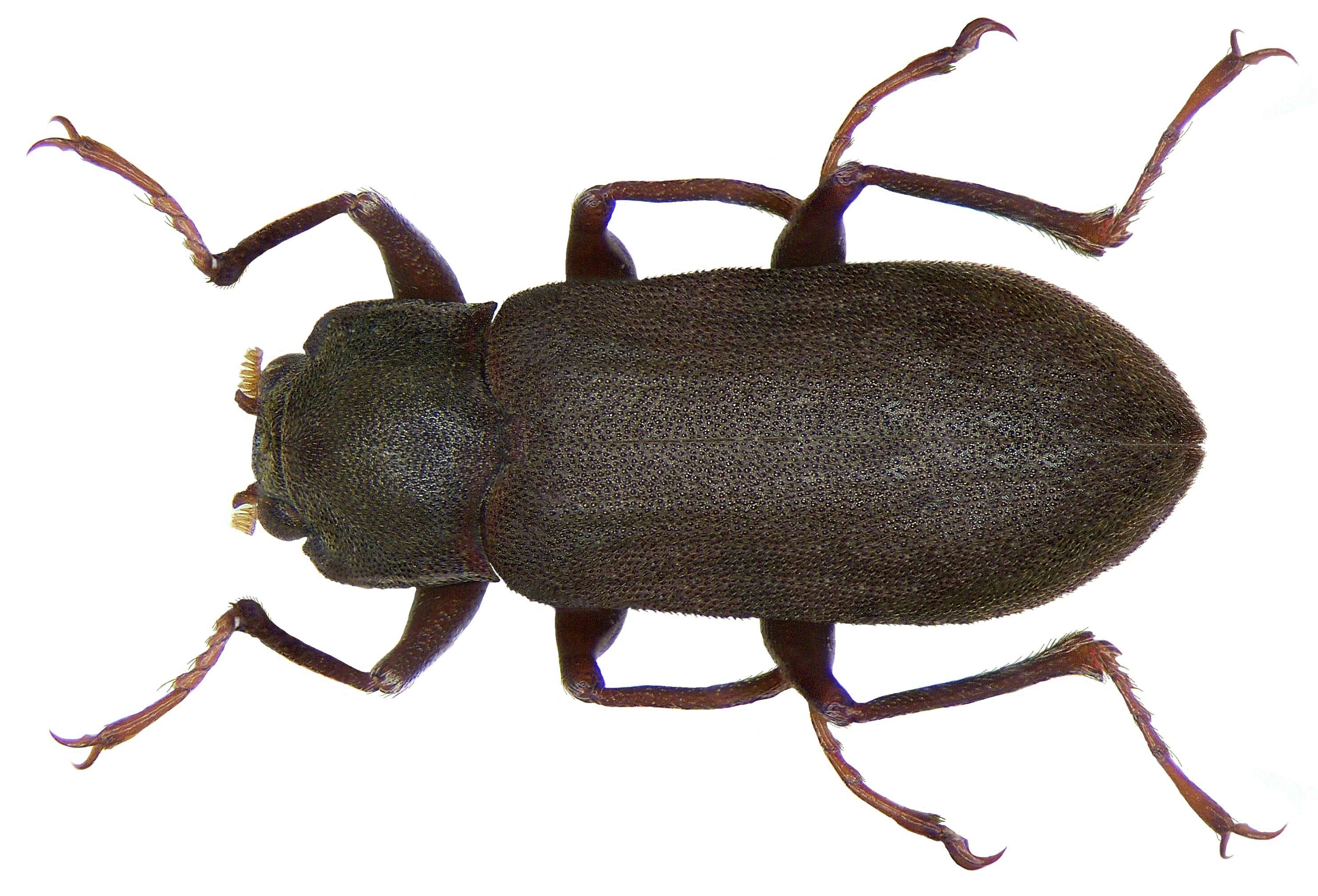 Image of Parahelichus