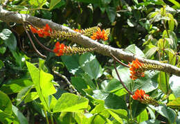 Image of Erythrina edulis Micheli