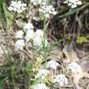 Imagem de Conopodium pyrenaeum (Loisel.) Miégeville