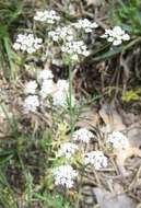 Conopodium pyrenaeum (Loisel.) Miégeville resmi