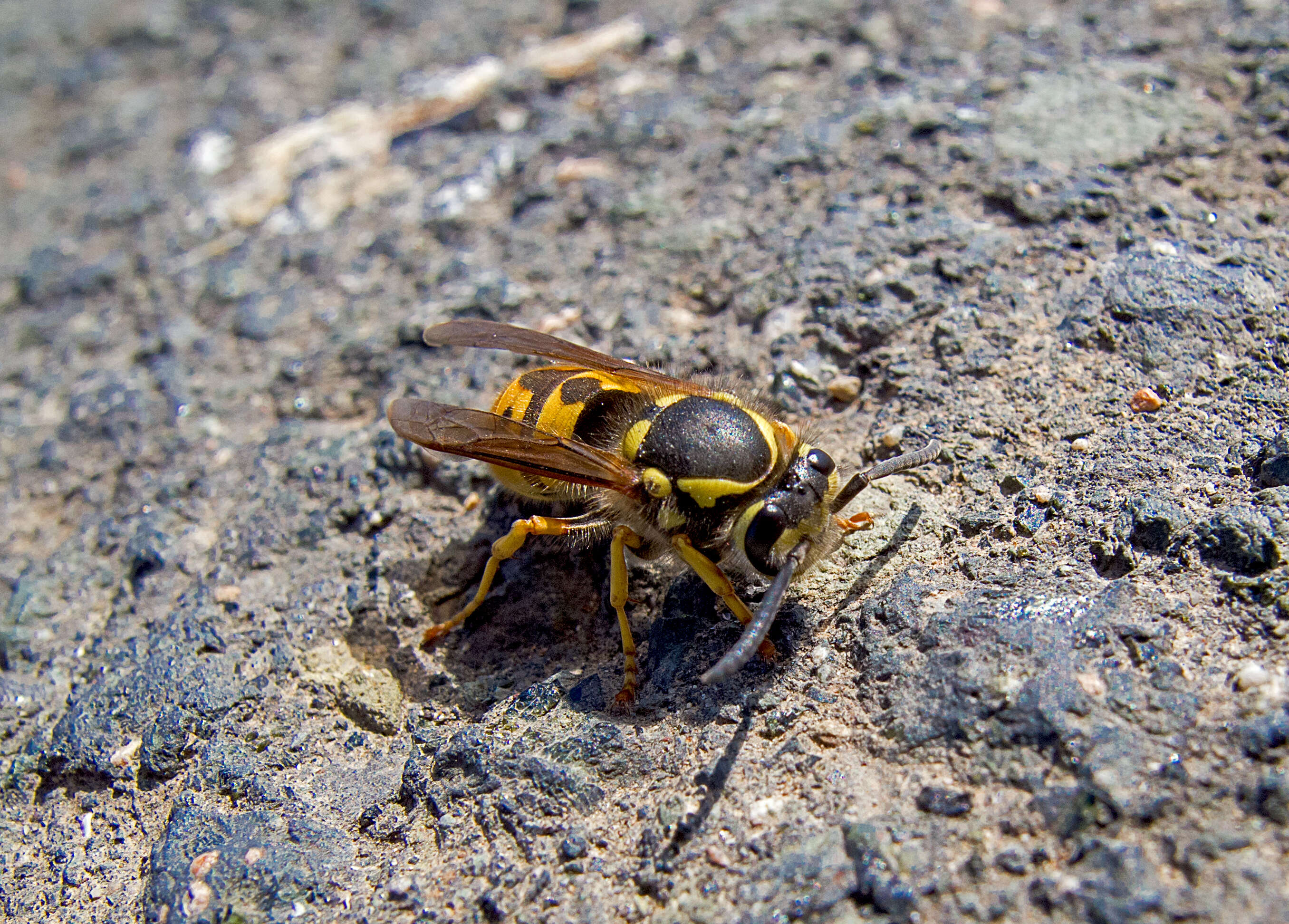 Plancia ëd Vespula germanica (Fabricius 1793)