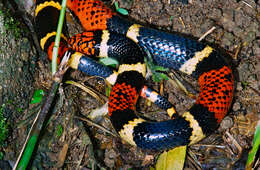 Image of American coral snakes