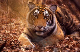 Image of Tiger