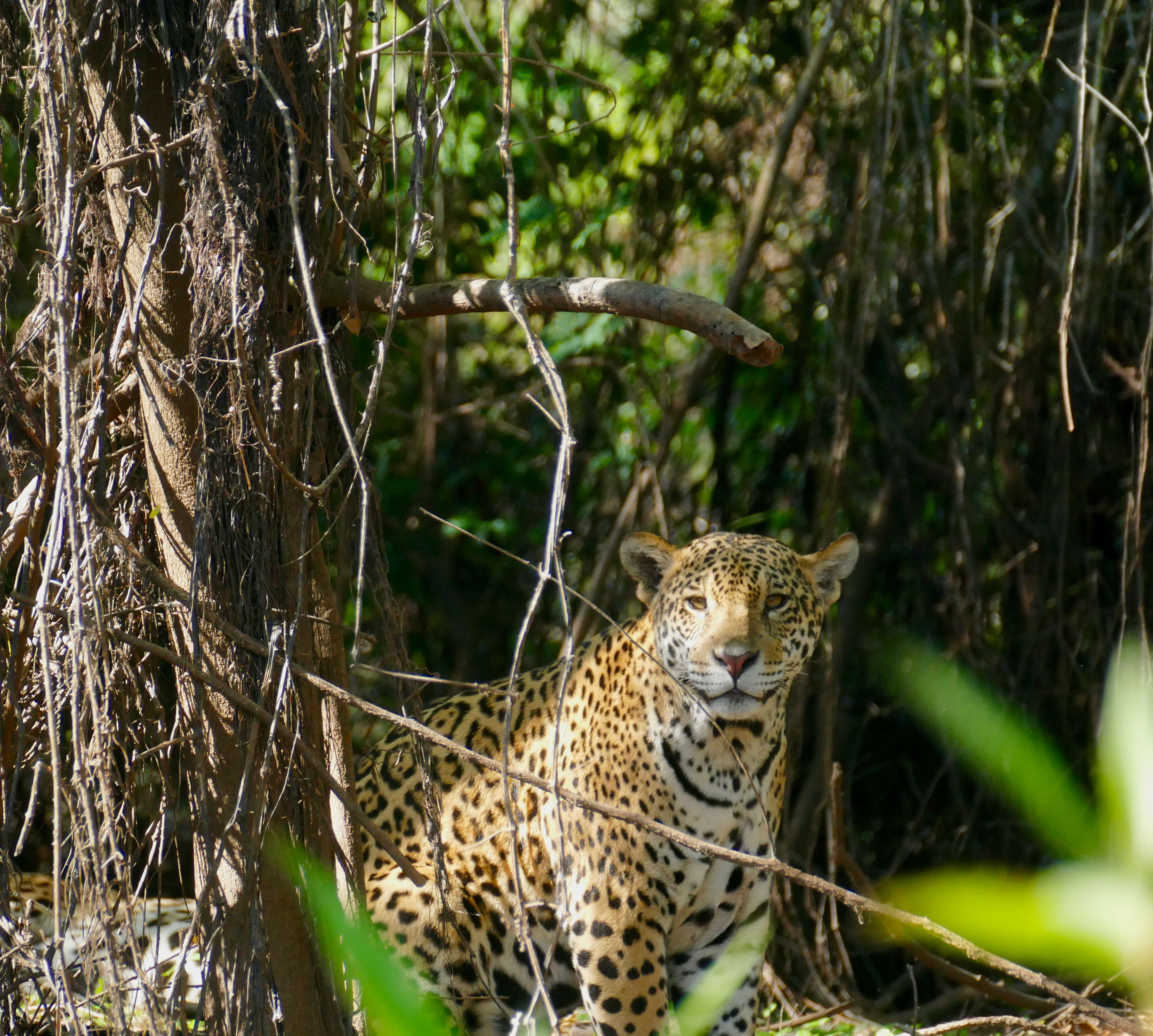 Image of big cats