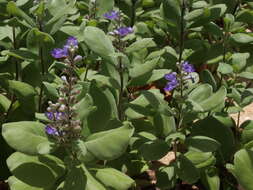 Sivun Vitex trifolia L. kuva