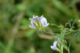 Image of Medick