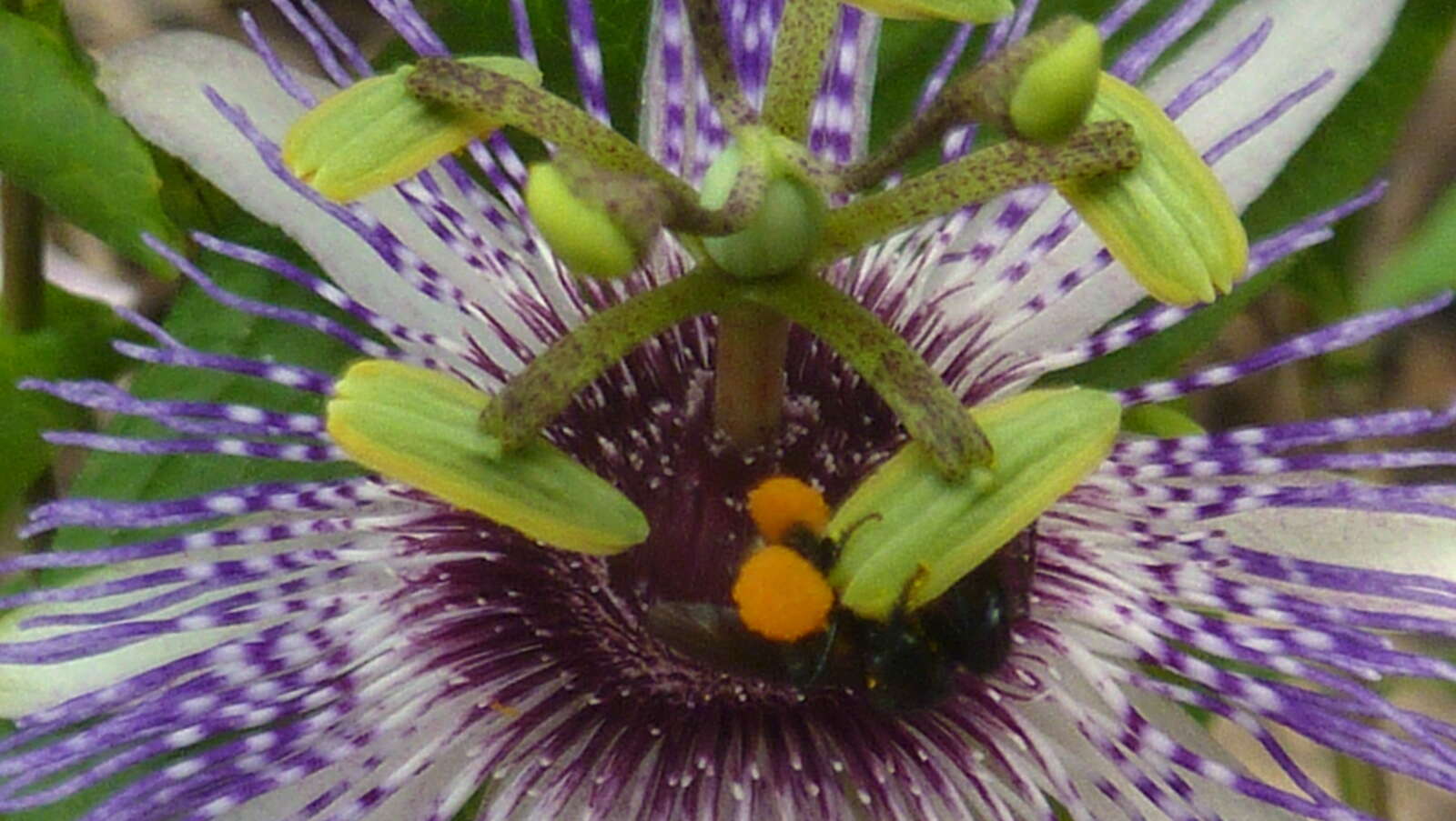 Image of Passiflora watsoniana Mast.