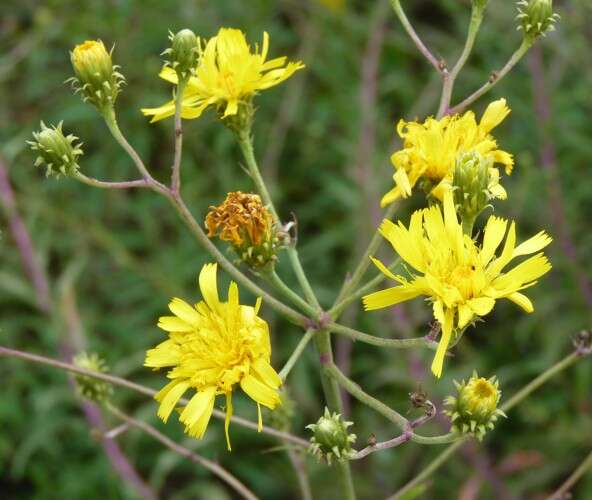 Image of hawkweed