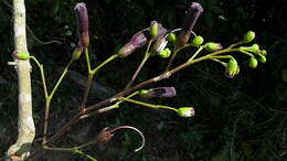 Слика од Jacaranda jasminoides (Thunb.) Sandwith