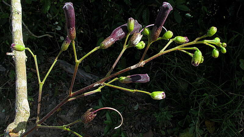 Imagem de Jacaranda jasminoides (Thunb.) Sandwith